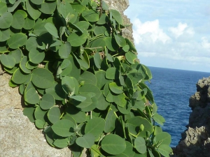 Niue Biodiversity Teaching Kit for primary school students   